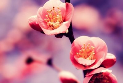 ​项目经理述职报告