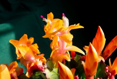 ​研究课题结题报告