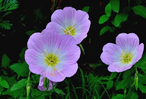 1710927996450930.png image.png