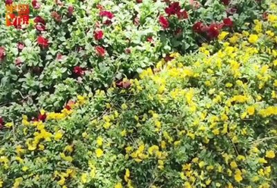 ​客服辞职报告