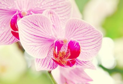 ​离职报告申请书