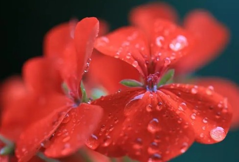 1710931530103018.png image.png