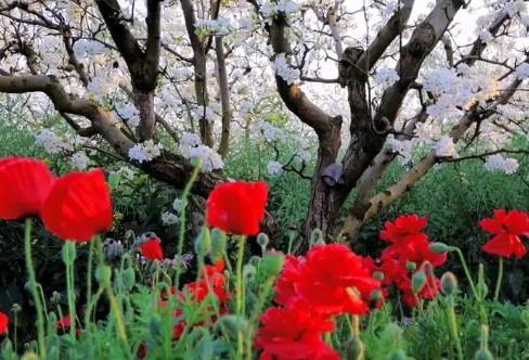 1710922443899278.png image.png