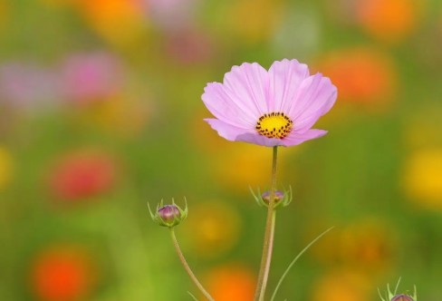 1710936914499082.png image.png