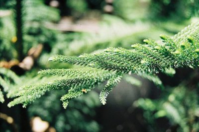 ​用狼造句91句