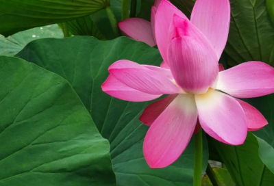 ​演讲稿怎么写范文大全