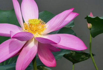 ​刑事抗诉申请书范文