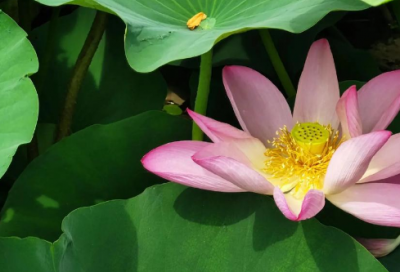 ​初中休学申请书范文