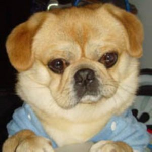 最新社会小伙经典语录（社会经典句子）