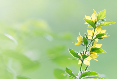 ​最好听的情侣网名昵称259个