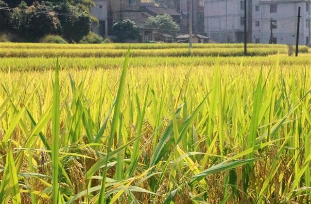 好听优雅有诗意的游戏名(优选275个)