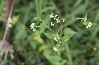 ​很萌很可爱的网名女生(优选263个)