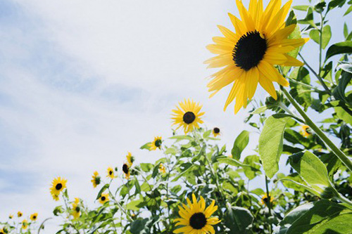 2026年精选凡尔纳语录(精选33句)