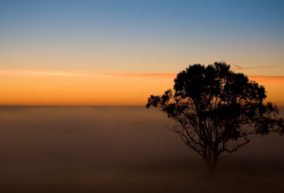 ​芬芳造句,用芬芳怎么造句