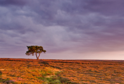 ​棘造句,用棘怎么造句