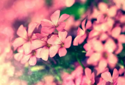 ​俏造句,用俏怎么造句