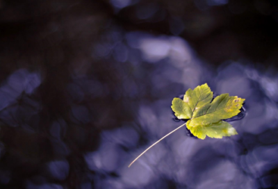 ​干净造句,用干净怎么造句