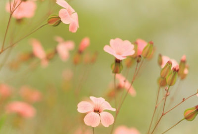 ​赞叹造句,用赞叹怎么造句