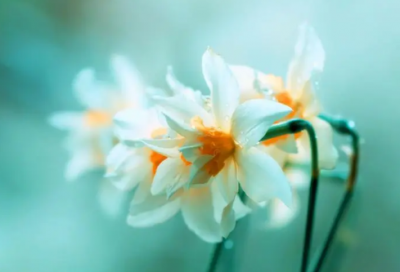 ​悠扬造句,用悠扬怎么造句