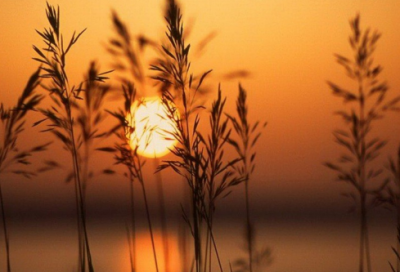 ​有其父必有其子造句,用有其父必有其子怎么造句