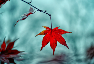 ​加以造句,用加以怎么造句