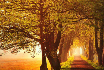 ​丛林造句,用丛林怎么造句