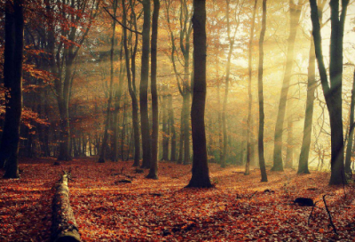 ​赴造句,用赴怎么造句