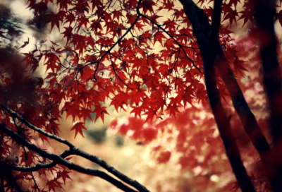 ​天际造句,用天际怎么造句