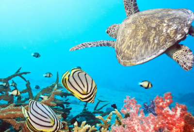 ​国家助学金申请书格式范文