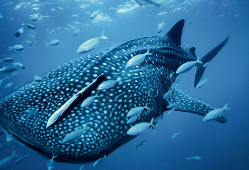 1697070184395836.png image.png