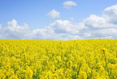 ​会计简历范文