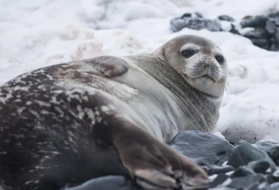 ​黄金时代经典句子 黄金时代电影经典句子(精选68句)