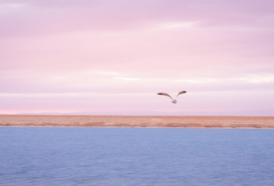 ​护士求职信范文