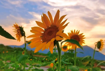 ​求职自荐书范文