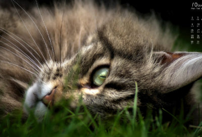 ​毕业研究生登记表自我鉴定范文