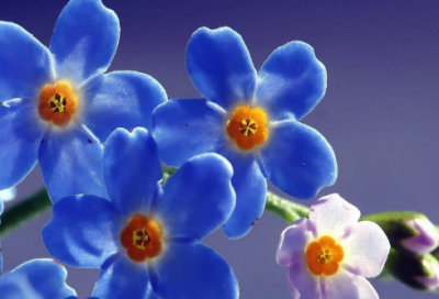 ​大学生简历自我介绍通用范文推荐