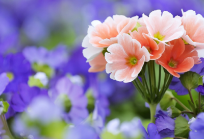 ​经典美文欣赏