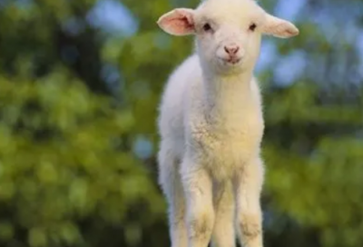 ​春天古诗25首