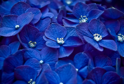 ​一篇文章不足200字,把西湖雪景写得美如画,成就了千古美文