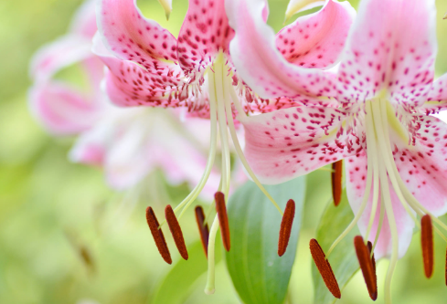 1697374841608643.png image.png