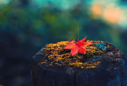 1708255045346791.png image.png