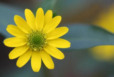 ​郁郁寡欢造句