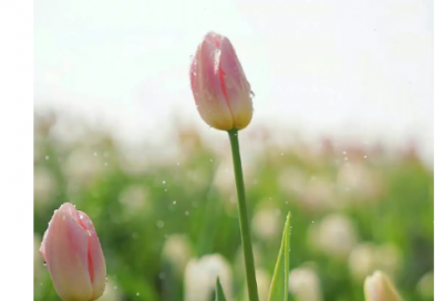 ​光辉灿烂造句