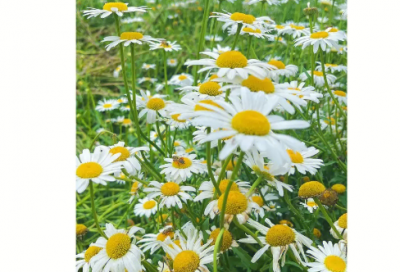 ​弄虚作假造句