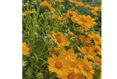 ​愤世嫉俗造句