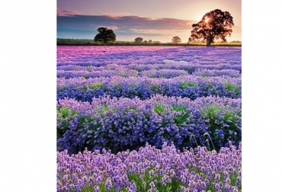 ​利令智昏造句