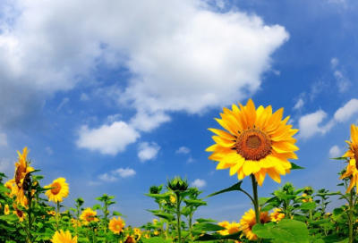 ​足不出户造句