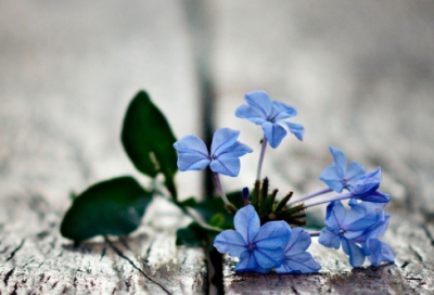 ​反复无常造句