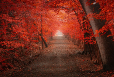 ​翻云覆雨造句