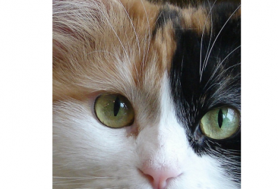 ​愤愤不平造句